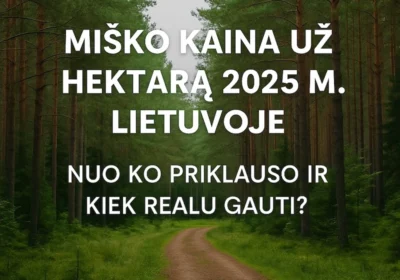 Miško kaina už ha 2025m