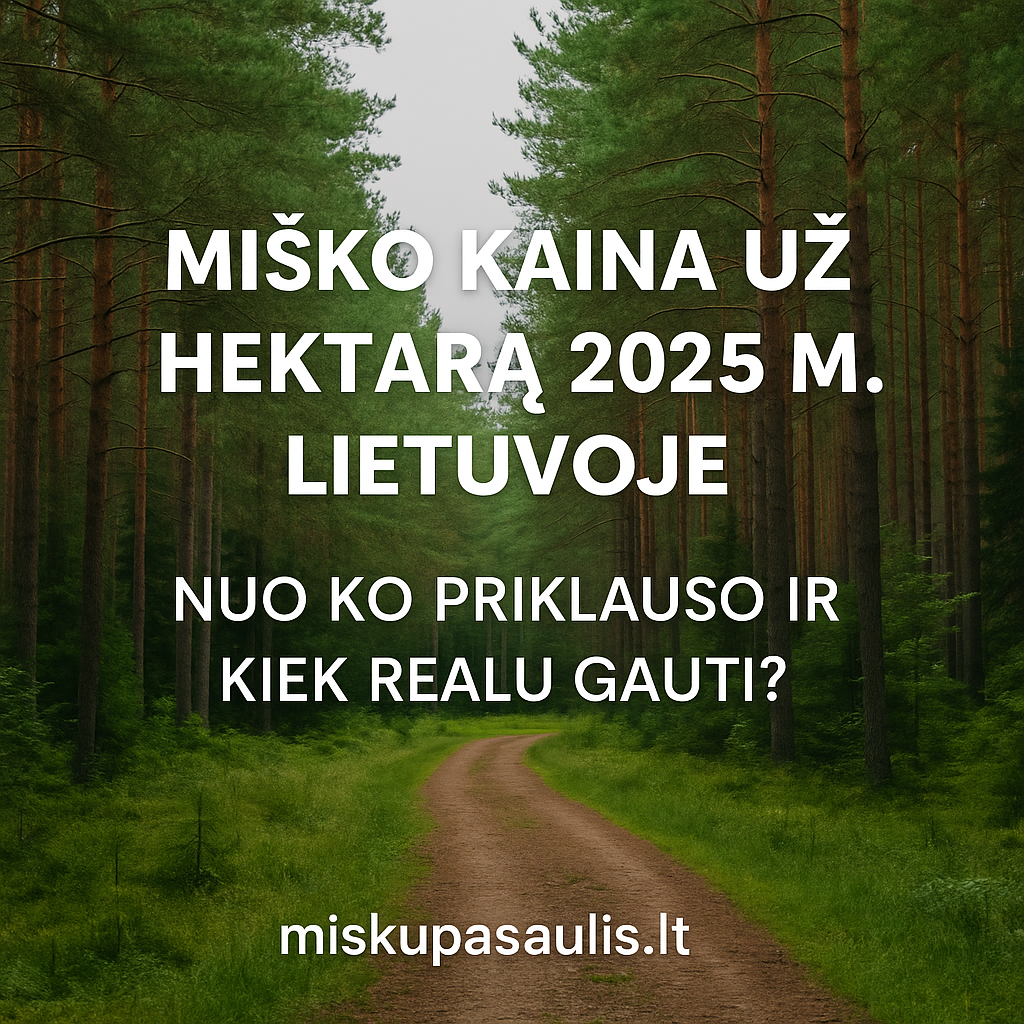 Miško kaina už ha 2025m